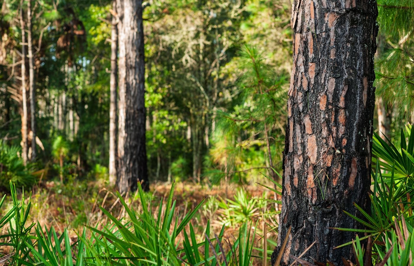 Dense palmetto and native brush undergrowth beneath a Southwest Florida pine canopy.