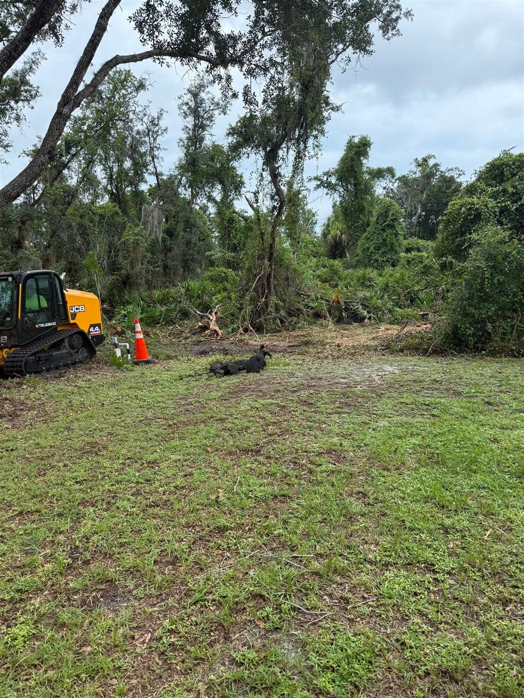 A Clear Path Ground Works JCB Teleskid clearing brush at the edge of a wooded jobsite.