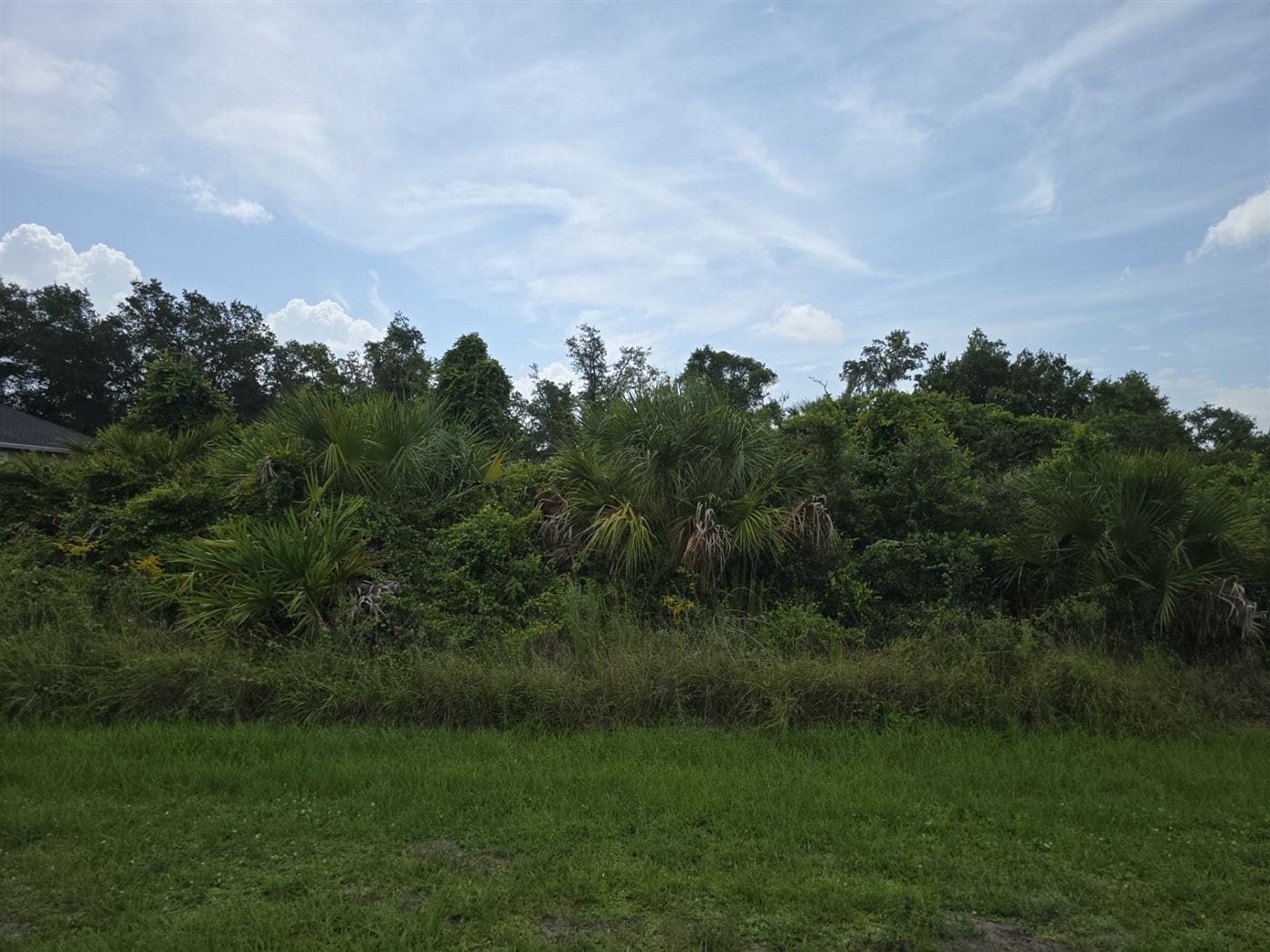 An overgrown Southwest Florida residential lot dense with palmetto and brush before clearing.