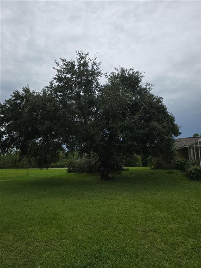 The same live oak with a clean, healthy canopy and a tidy lawn after service.