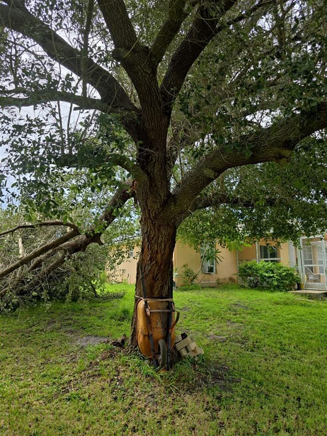 A mature live oak with a fallen limb on the ground before trimming and site cleanup.