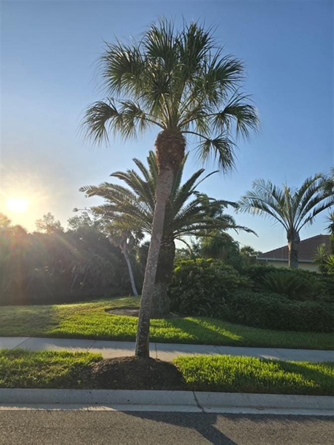 A tall, untrimmed palm along a Southwest Florida roadway with a full head of fronds.