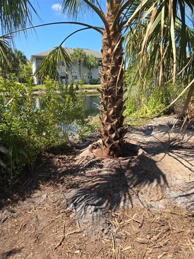 The cleared base of a removed palm trunk near a pond on a Southwest Florida property.