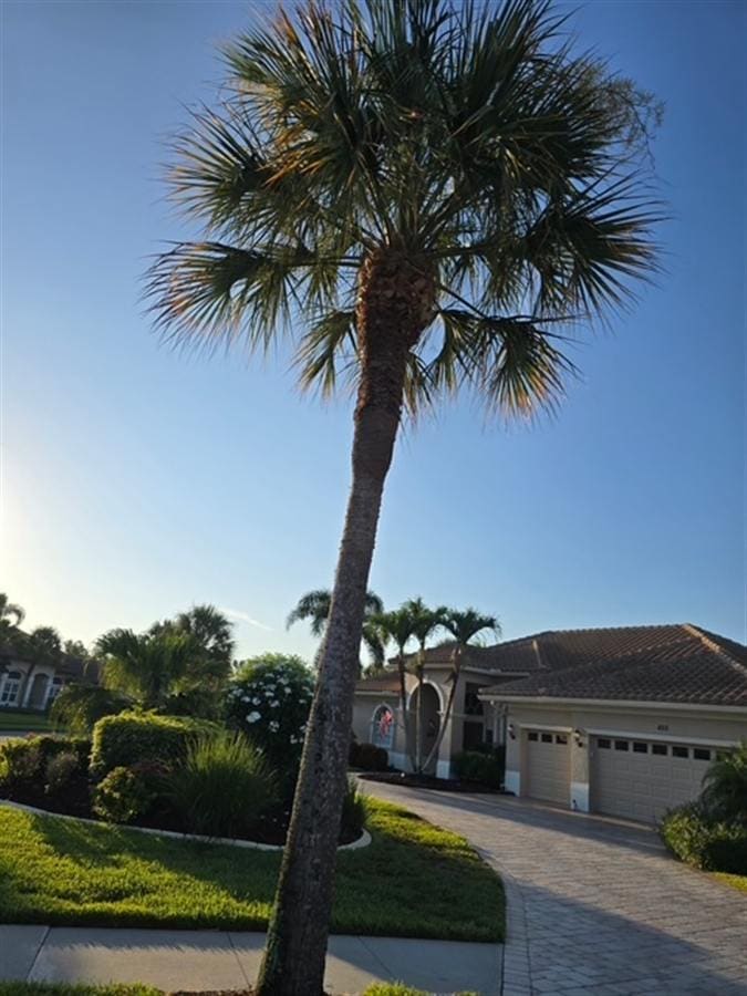 A neatly trimmed palm in a residential driveway with tidy landscaping.
