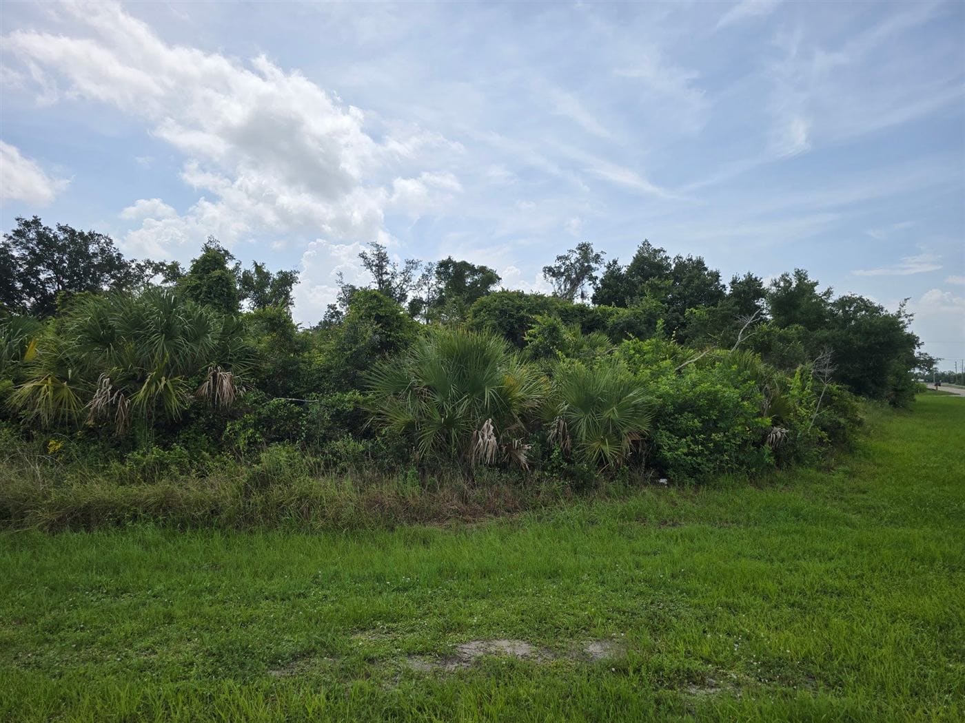 A Southwest Florida lot with dense saw palmetto and native brush before site clearing.