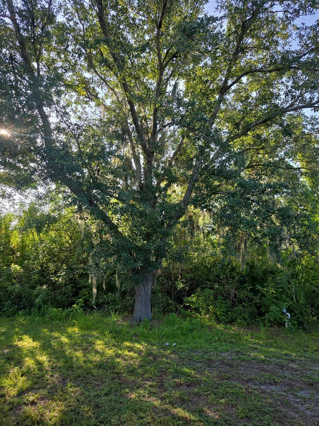 A mature live oak draped in Spanish moss at golden hour on a Southwest Florida property.