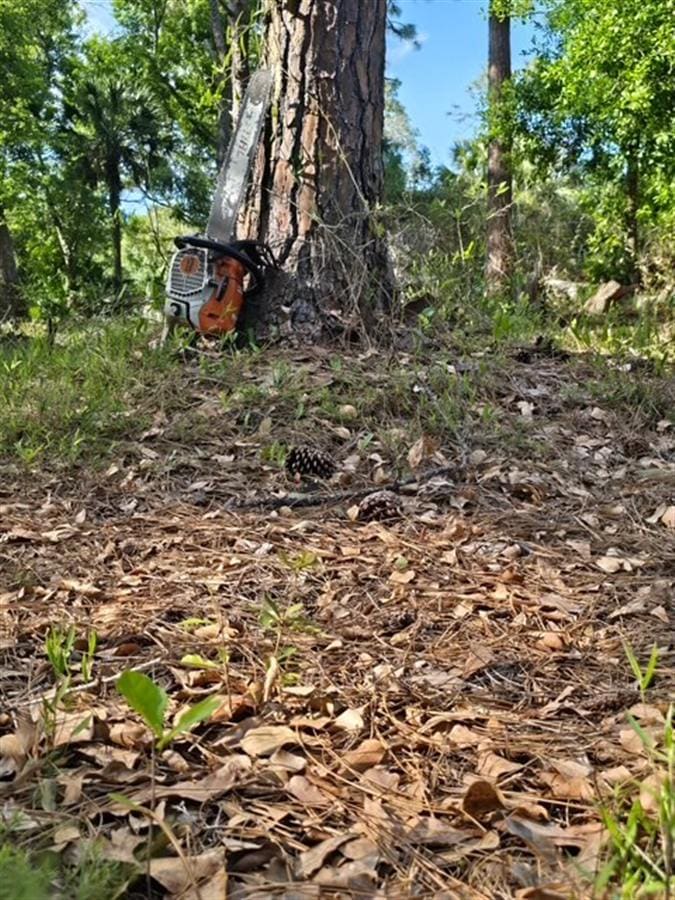 A chainsaw staged at the base of a pine tree in a Southwest Florida wooded lot.