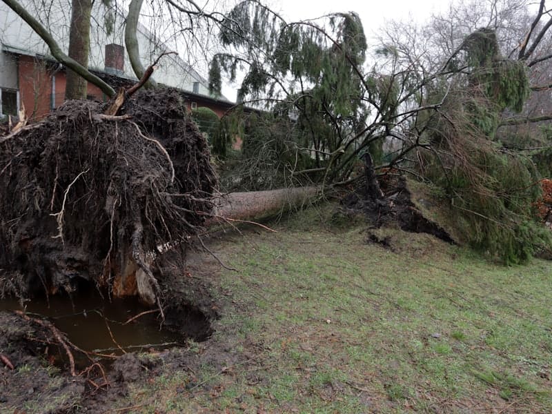 A large storm-toppled tree lying uprooted across a residential yard.